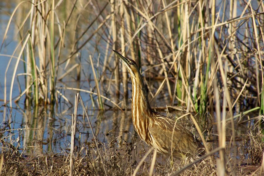 American Bittern (Botaurus lentiginosus) by I am Mike's photos is licensed under CC BY-NC-ND 2.0.